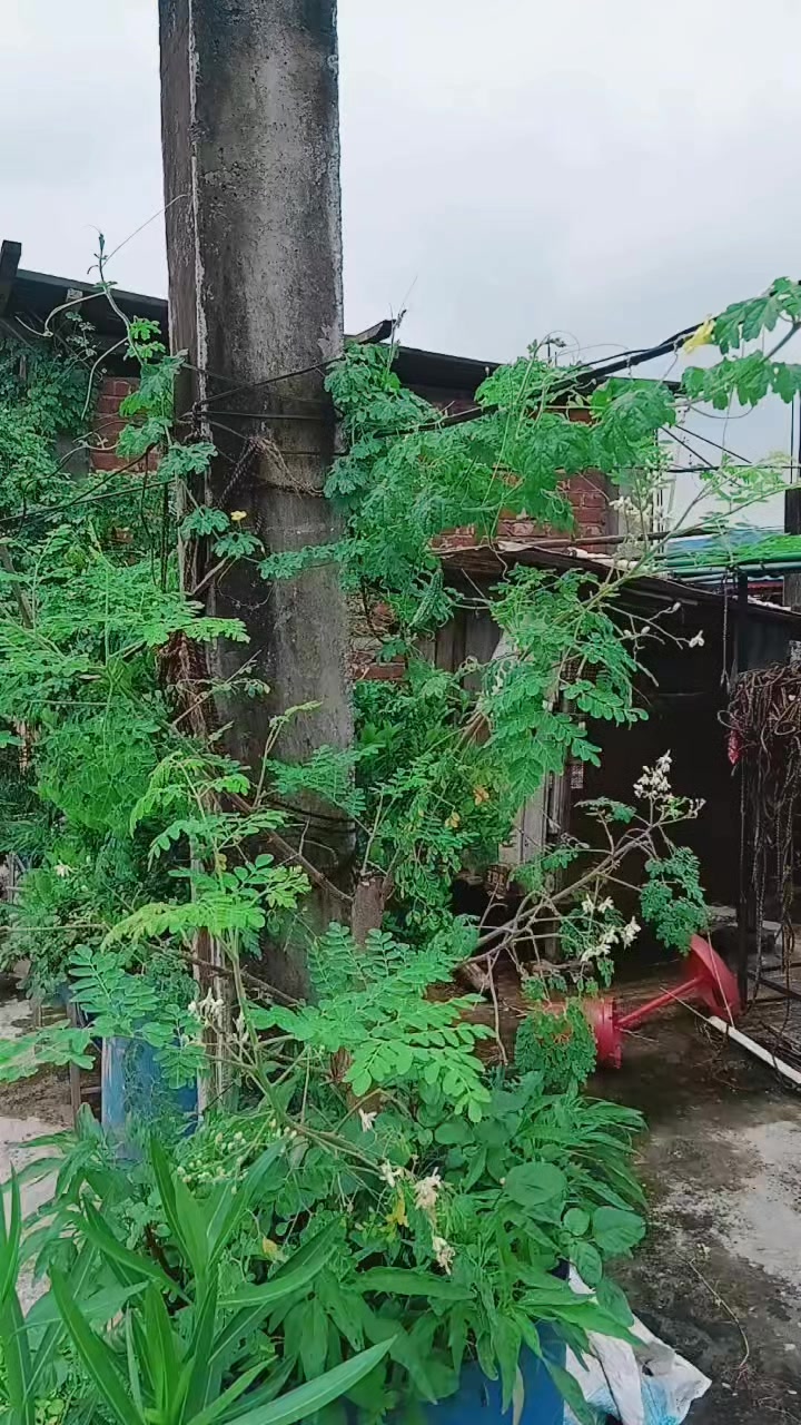 @uma Kamala giri