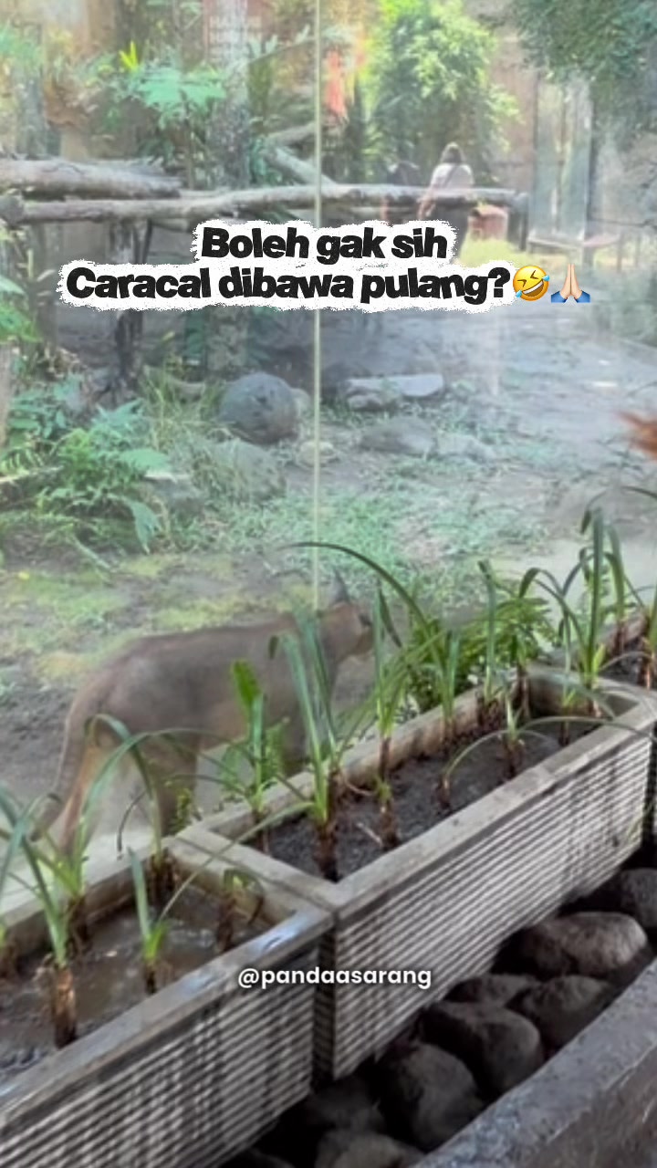 @teh Ainni 🐼