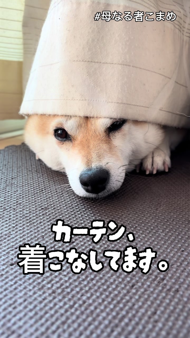 @こまめとしばーず🐾