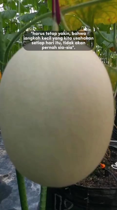 @D.kingfarm