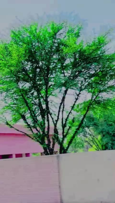 @✨ مزمل چنڑ ✨