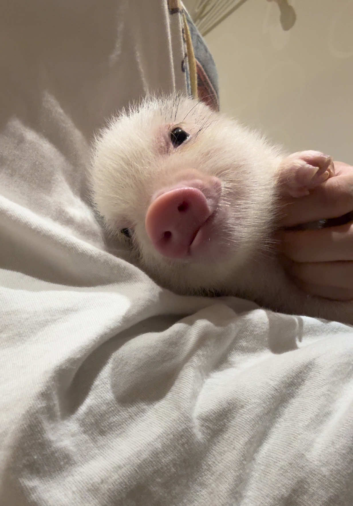 @pignic