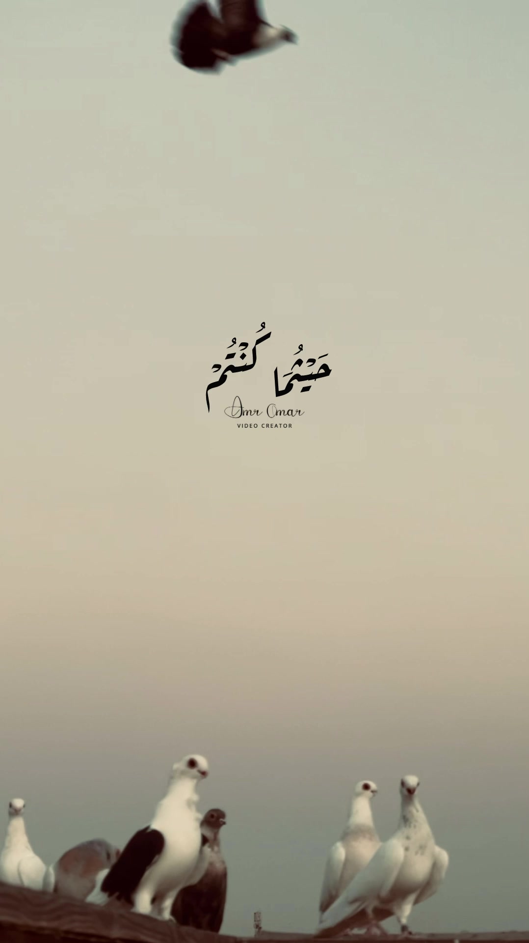 @﮼عمرو﮼عمر🕊️