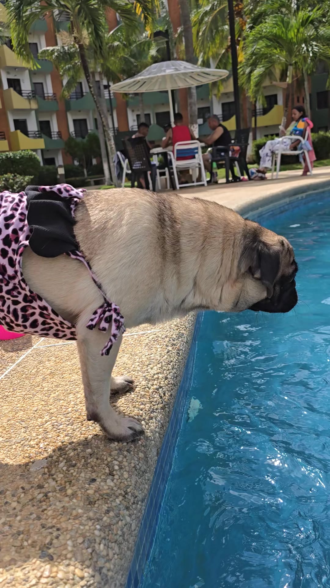 @Lizzylapug🐶🌸