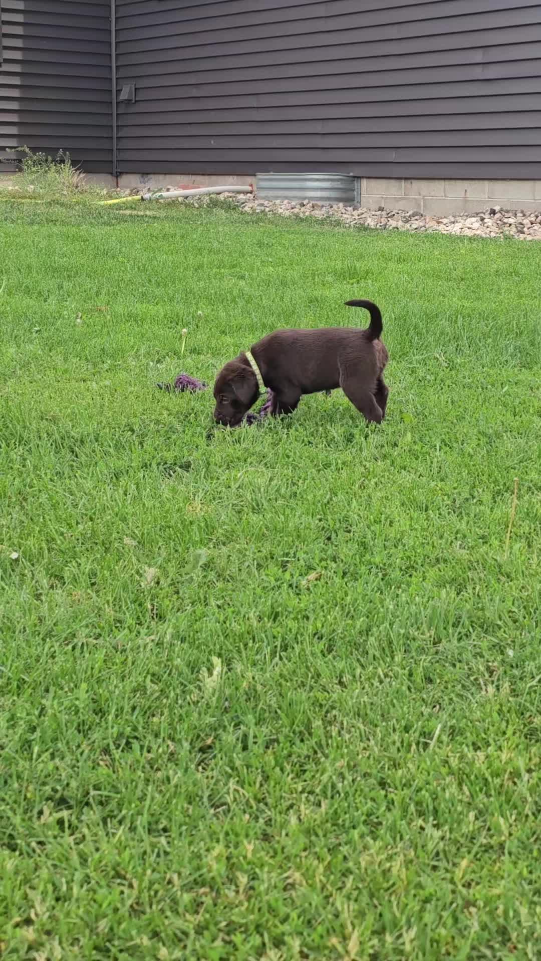 @Lindley Labradors