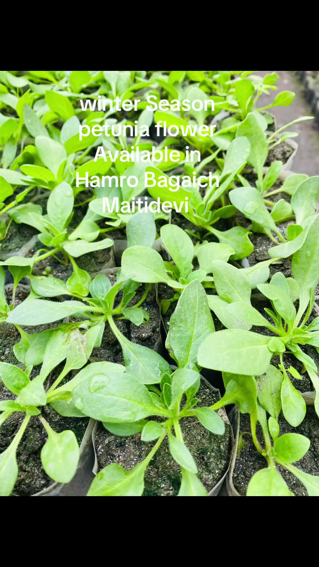 @Hamro Bagaicha