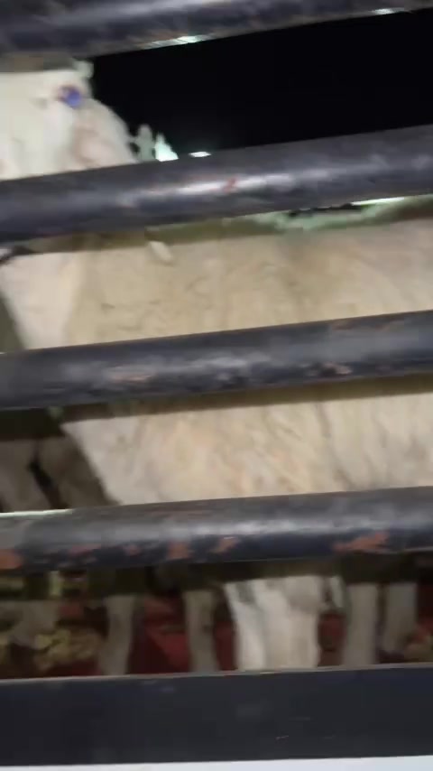 @الزهراني