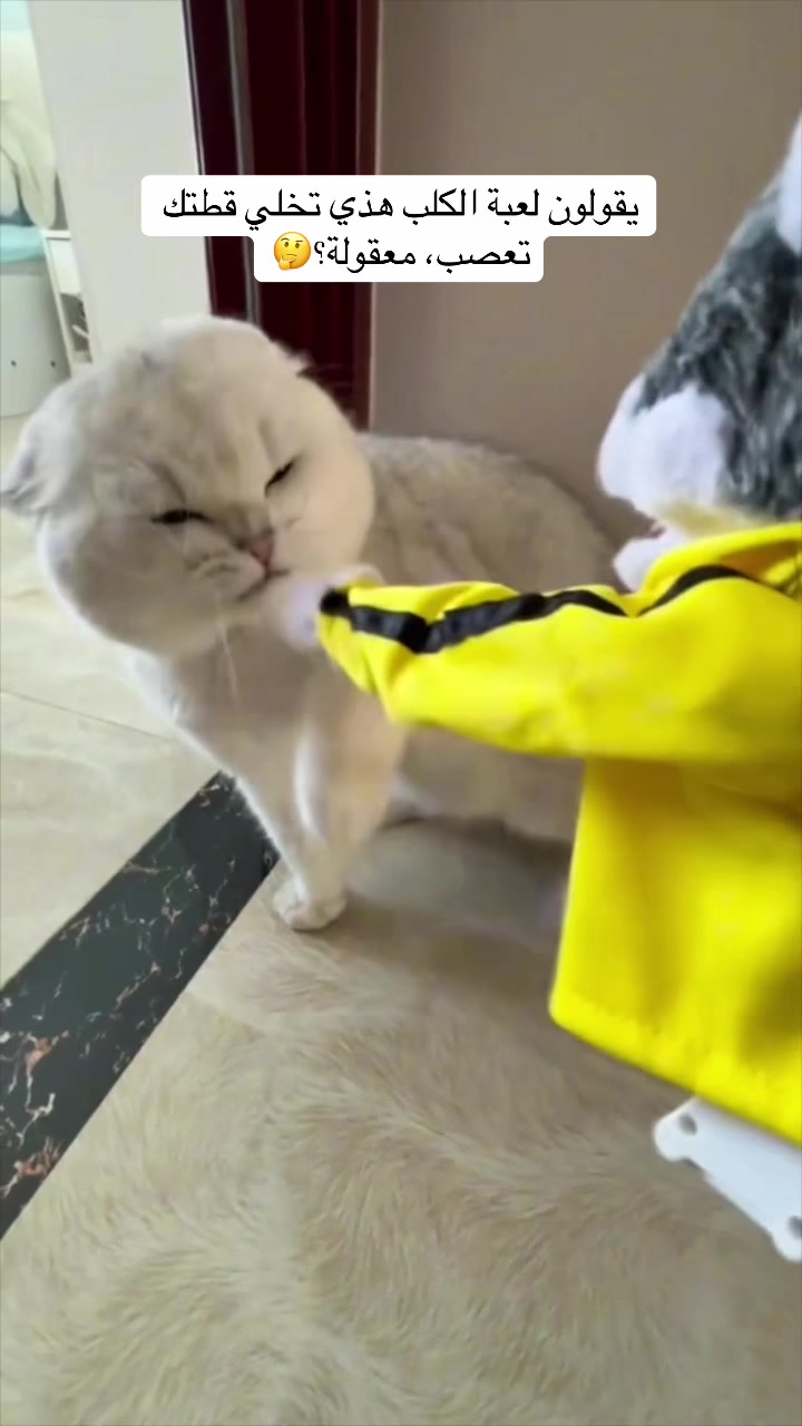@اقبال والقطط