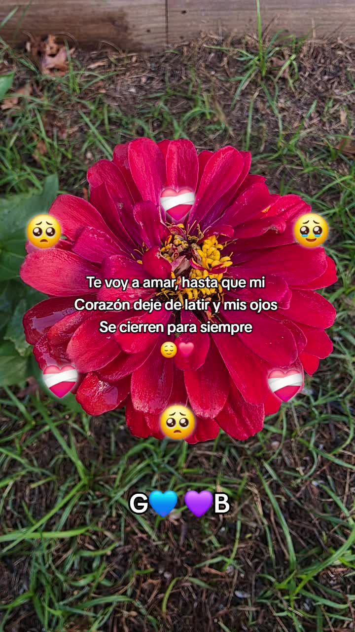 @Chiquibaby💫🦋🐮🎗