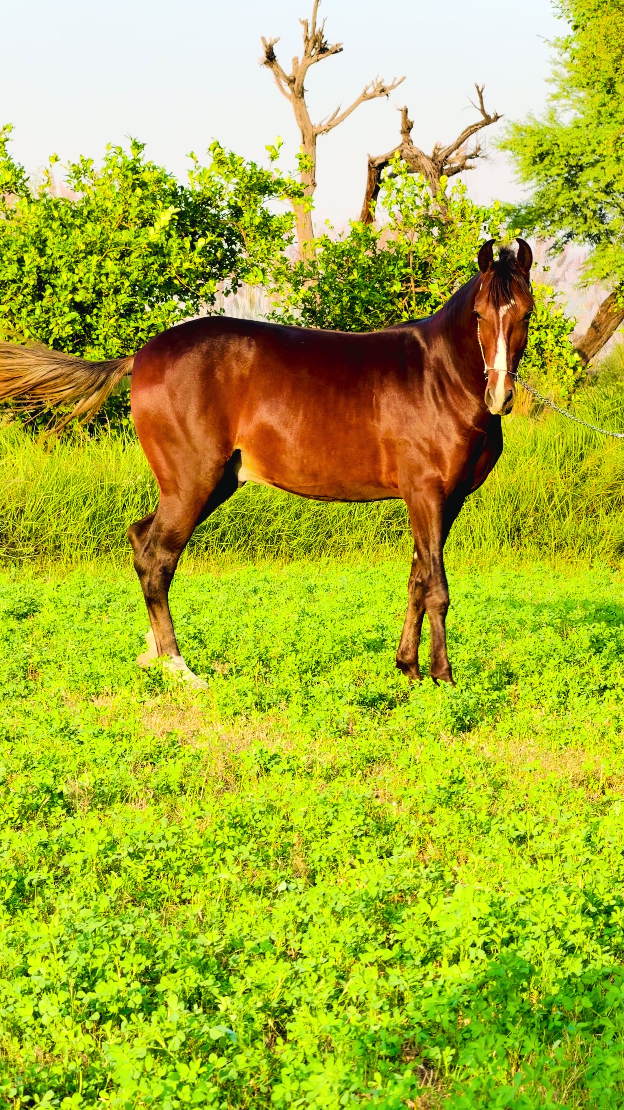 @SUNRISE STUD FARMS RAWALPINDI
