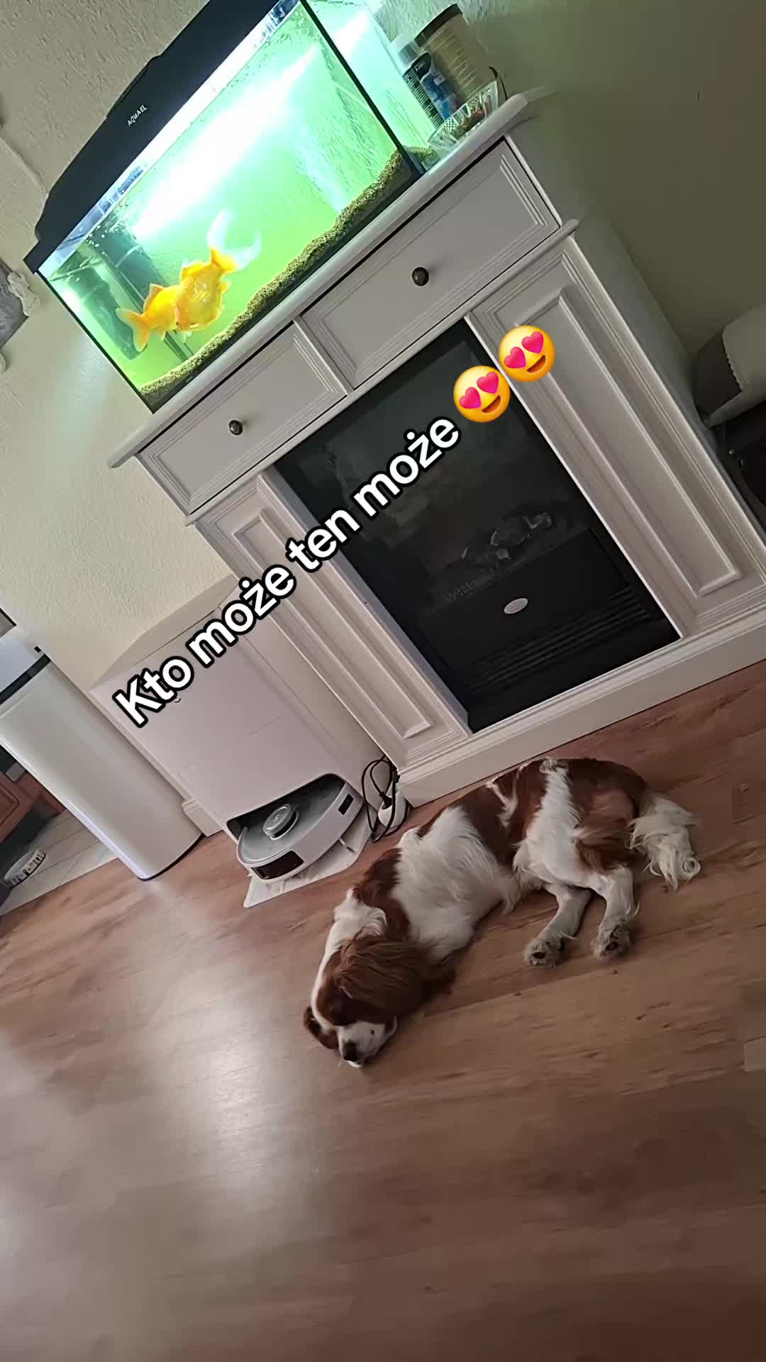 @fenix🍀z🍀popiołu🍀