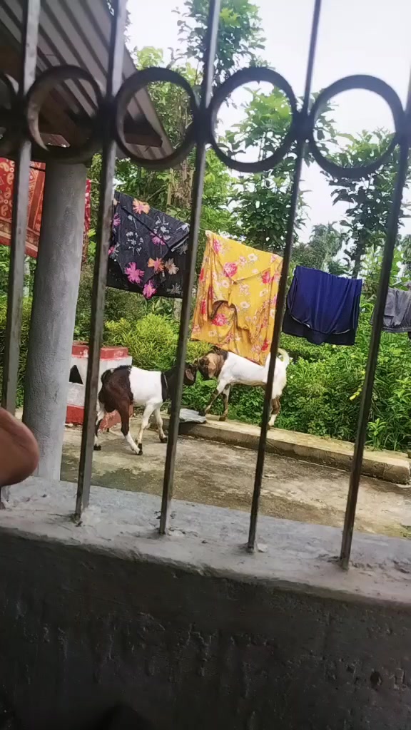 @papa_ki_serni🦁🦁