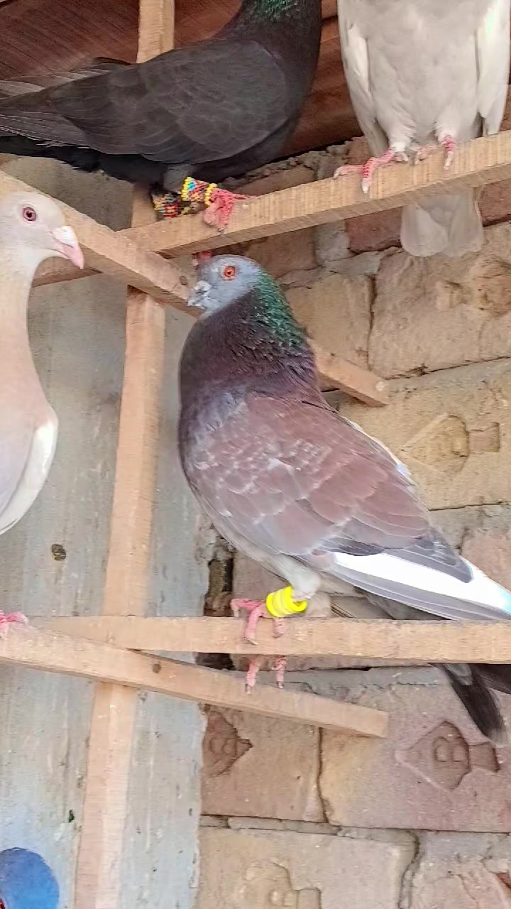 @Aleehaider990