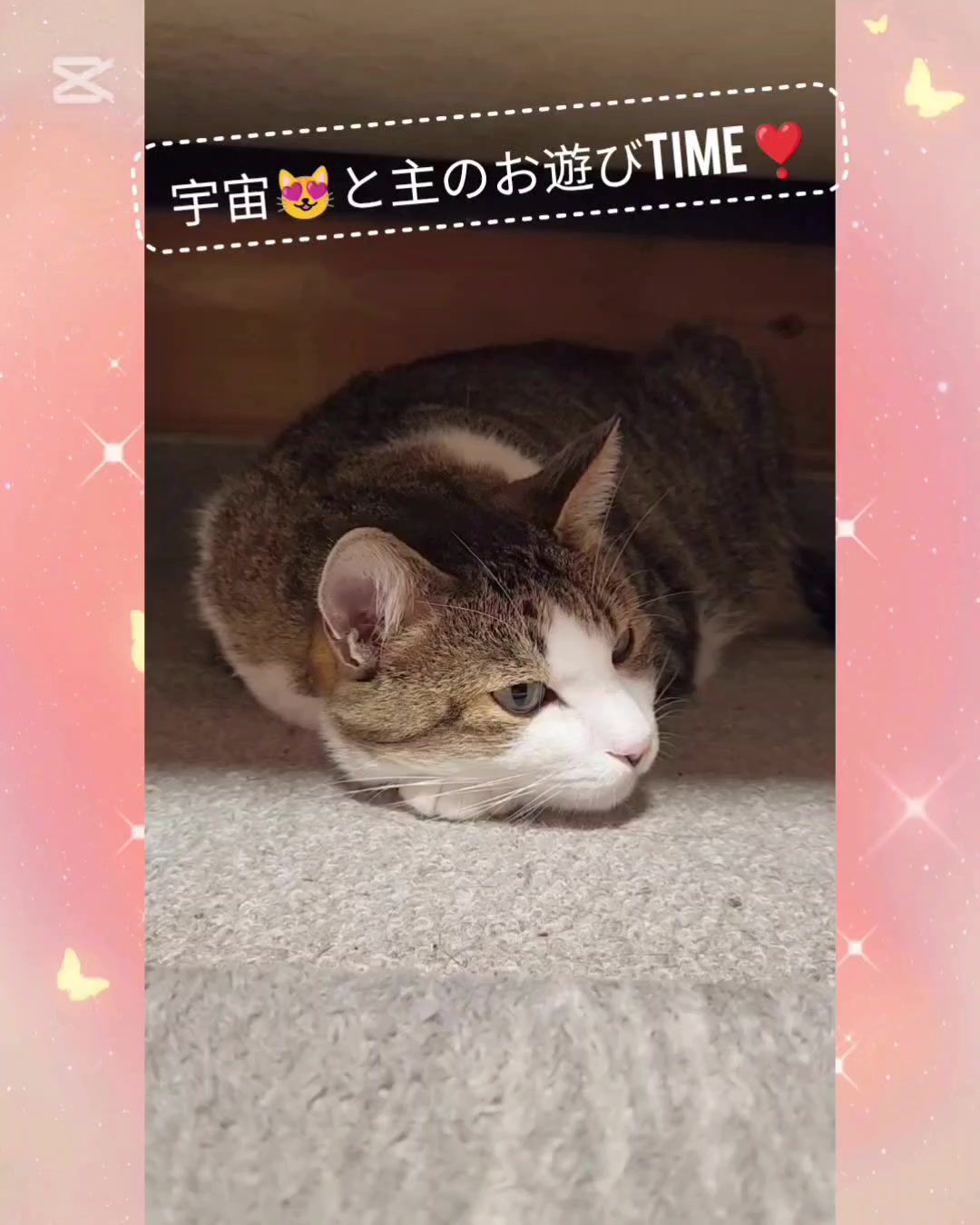 @momo