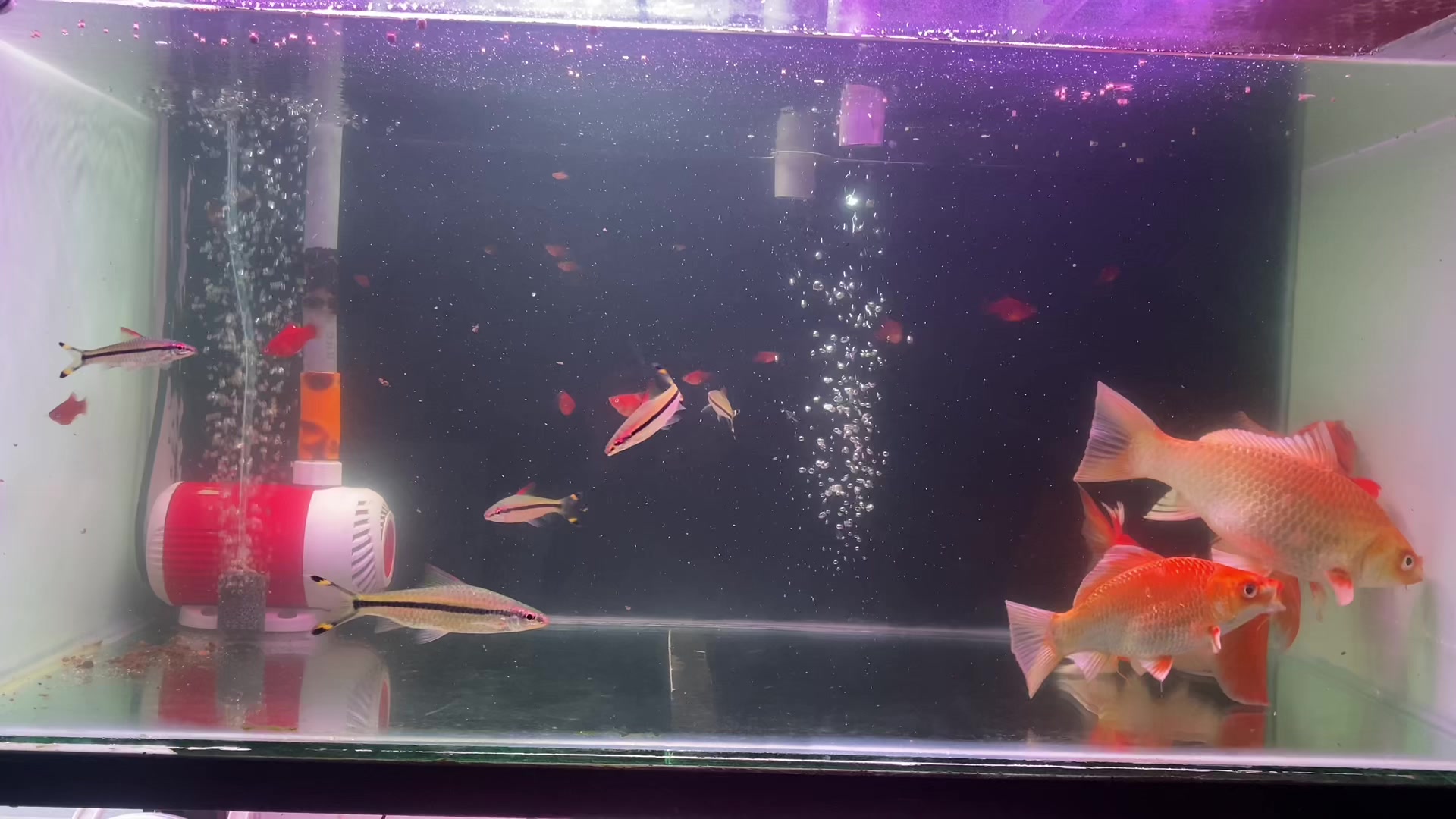 @⚜️ Tài xế nuôi Pet ⚜️