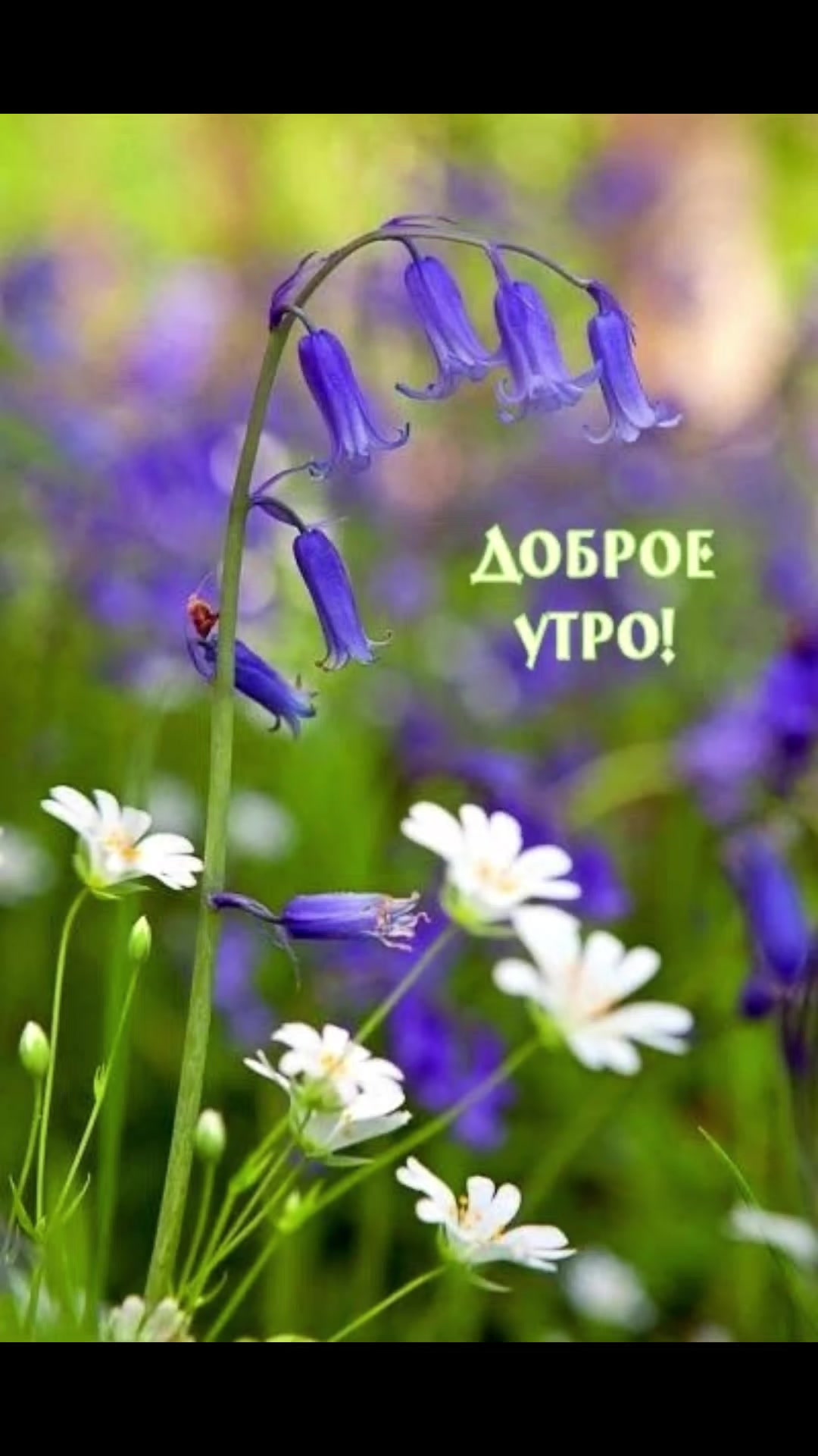 @Маргарита Шнейдерова