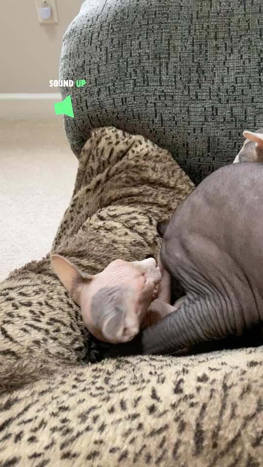@MySphynxLife