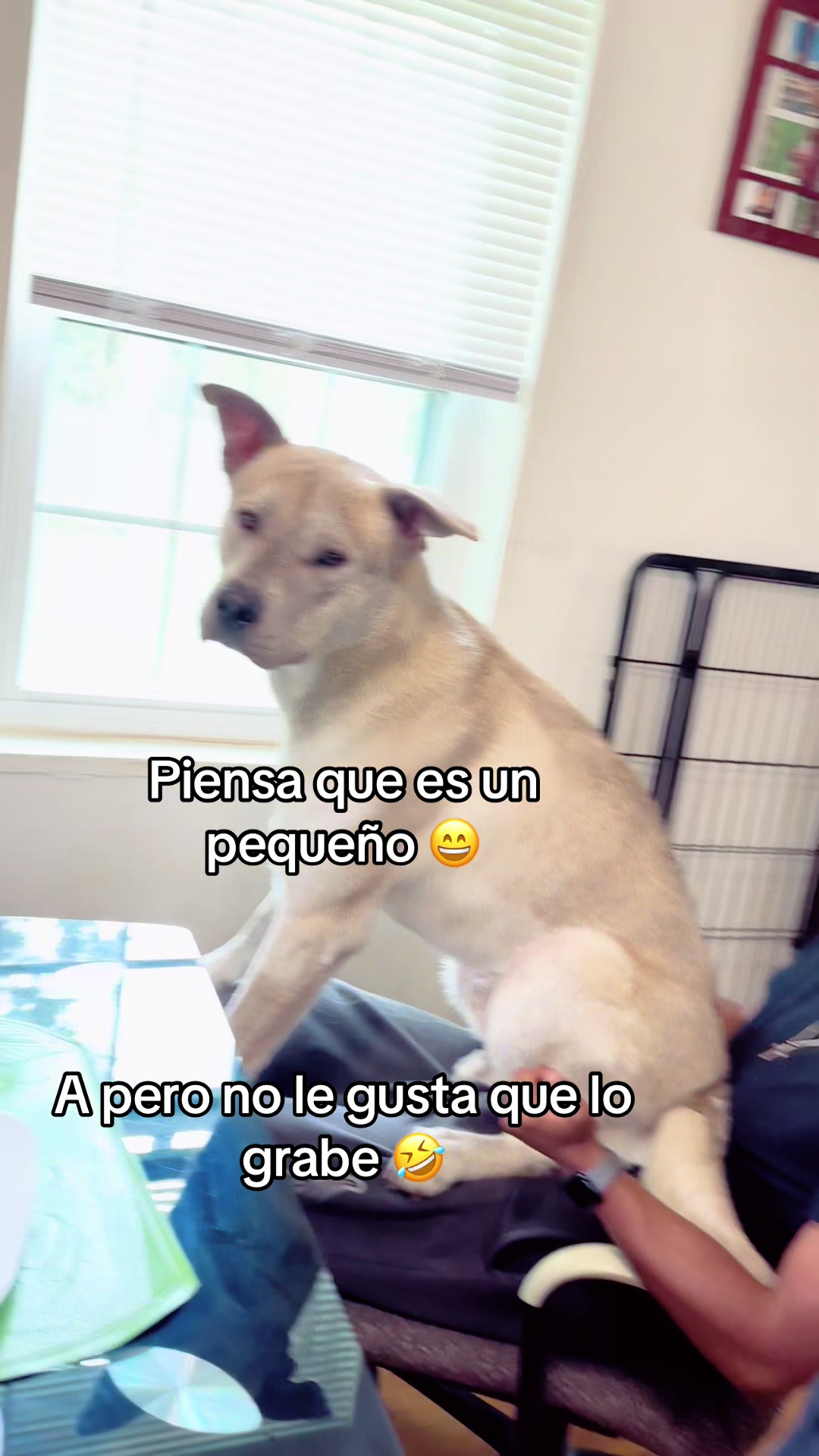 @Hello-Soy-TOSHI