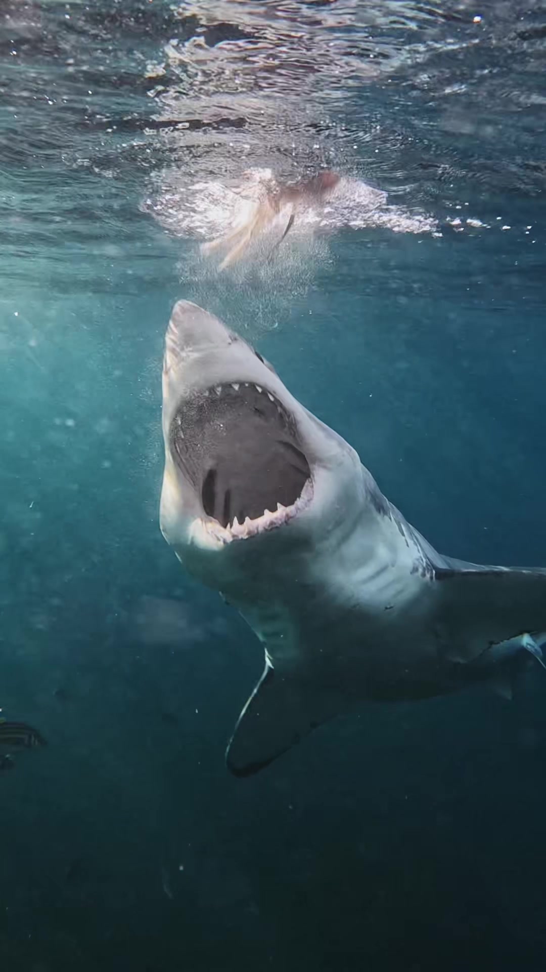 @GoPro