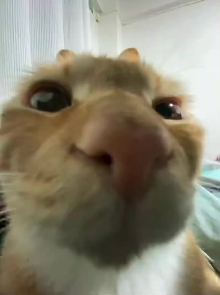 @☆〜(ゝ。∂)