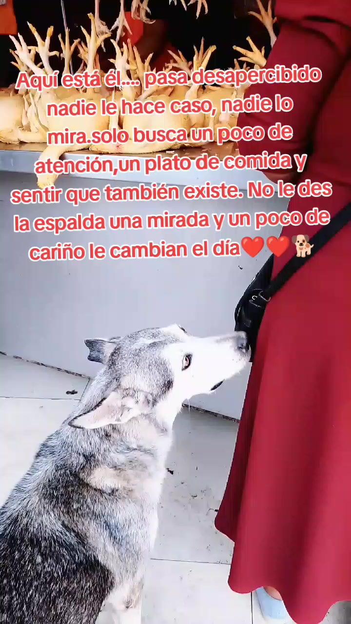@🌷 Sarita y los callejeritos