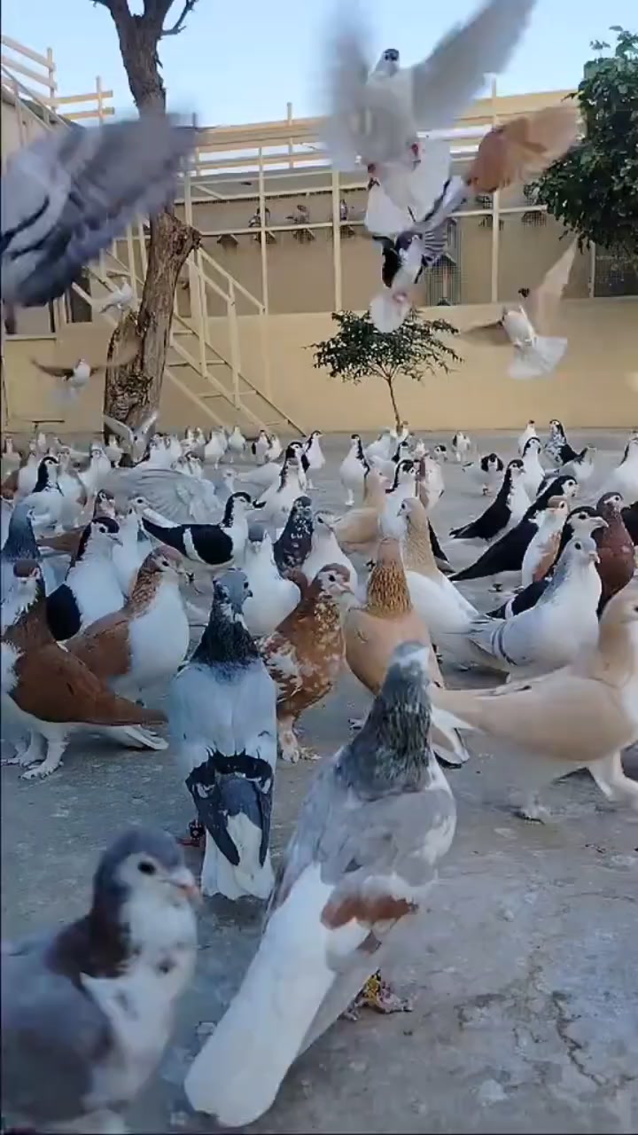 @waheedpegeonLoft