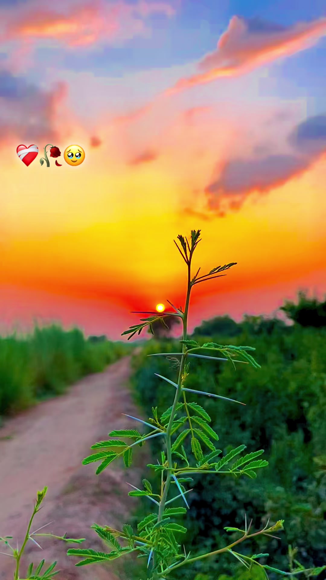 @🌾میں۔ میرا۔ پنڈ🎋