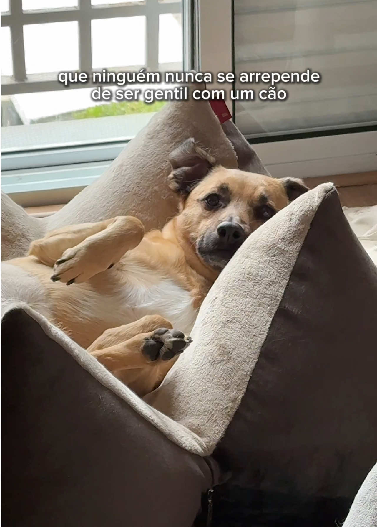 @vira-lata caramelo