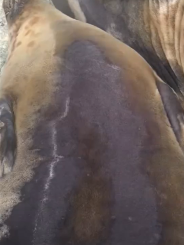 @Mundo dos Animais
