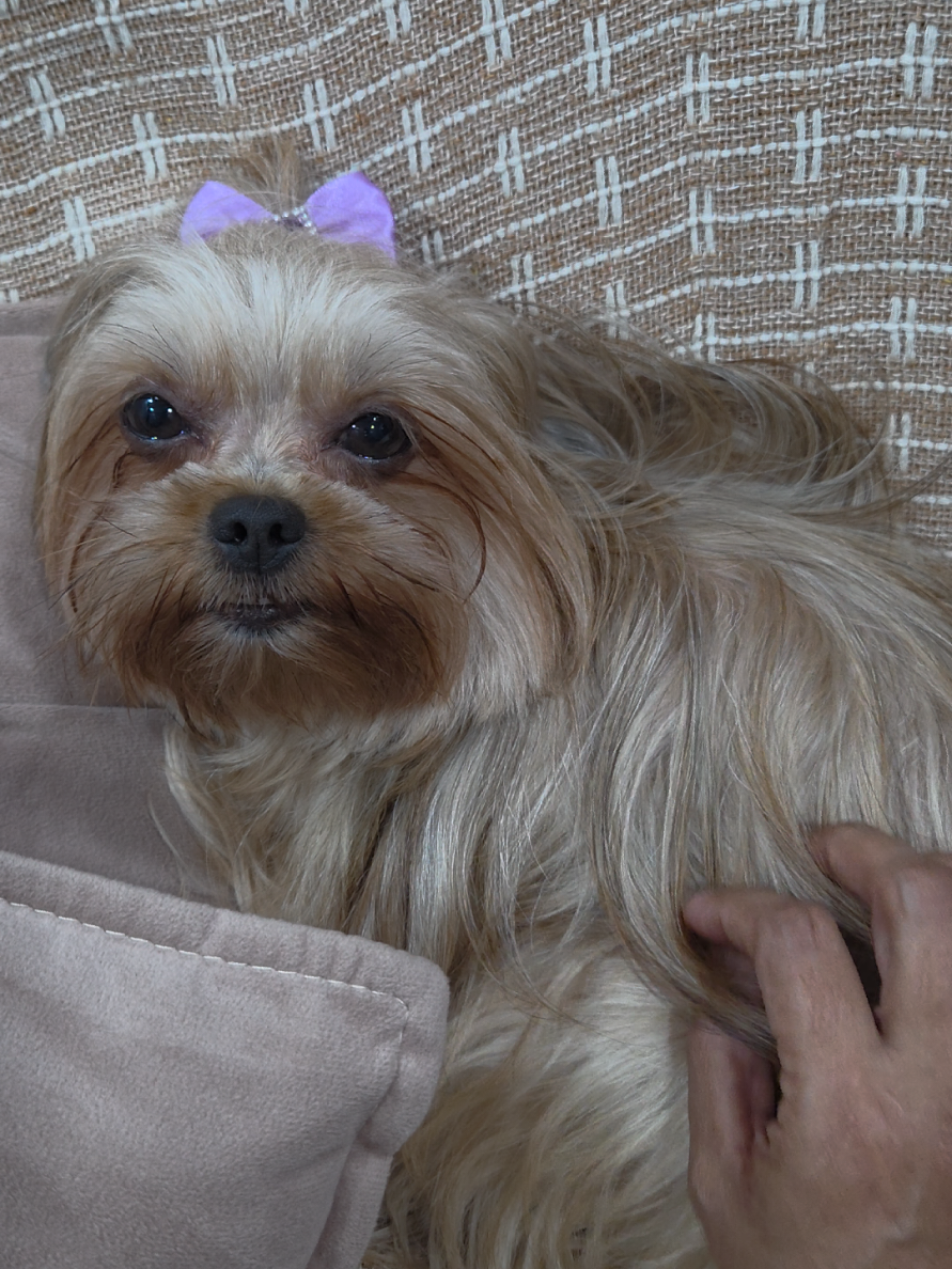 @Trio Pet Love