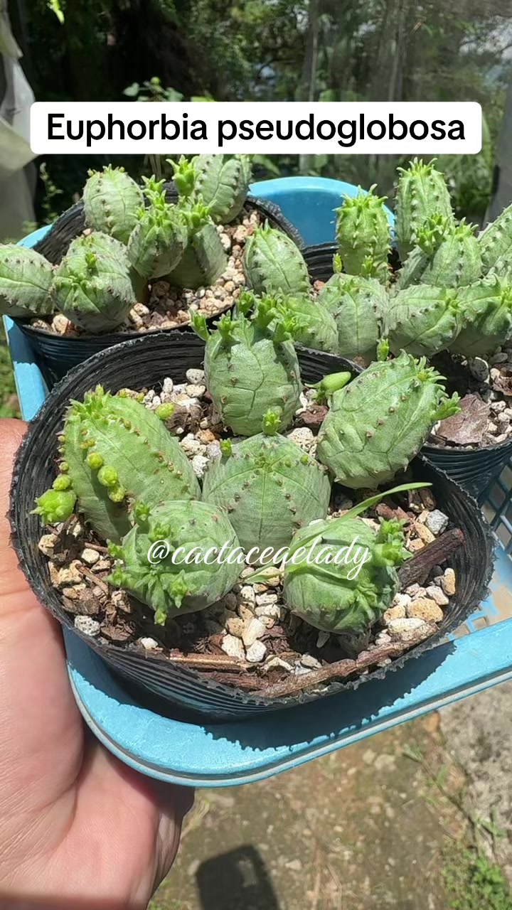 @CactaceaeLady