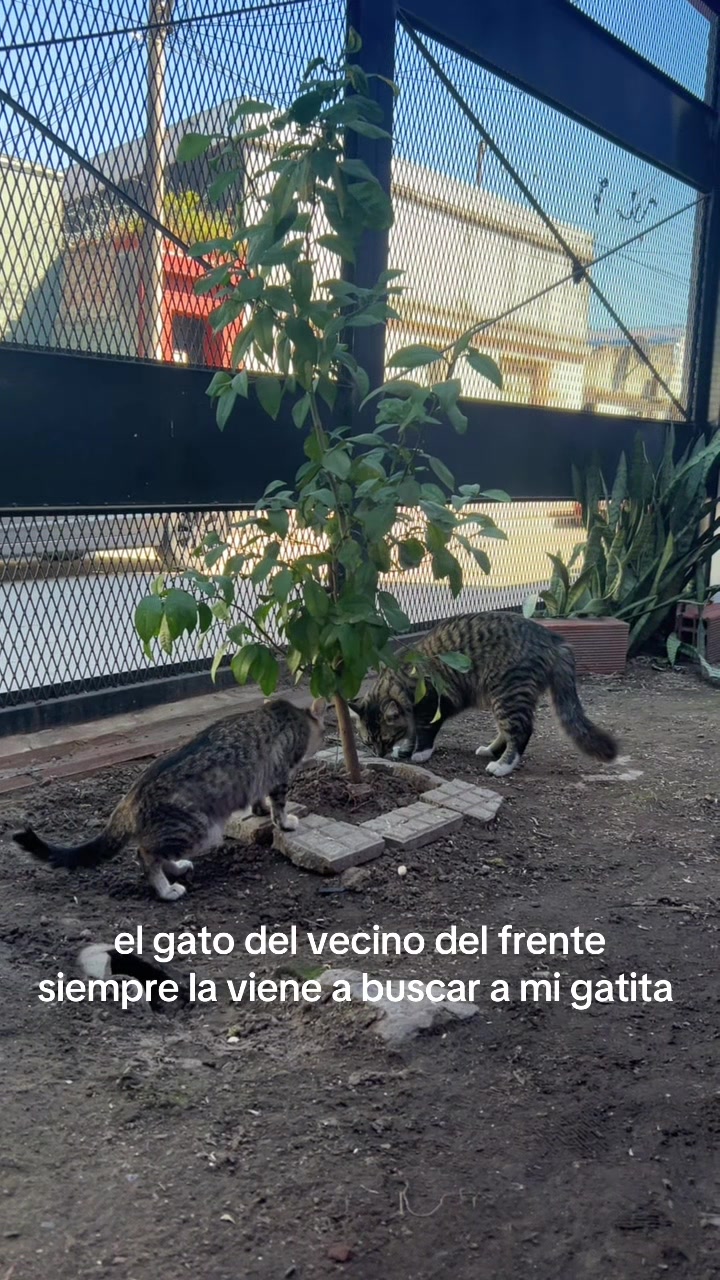 @amorim brisa 🧿📿