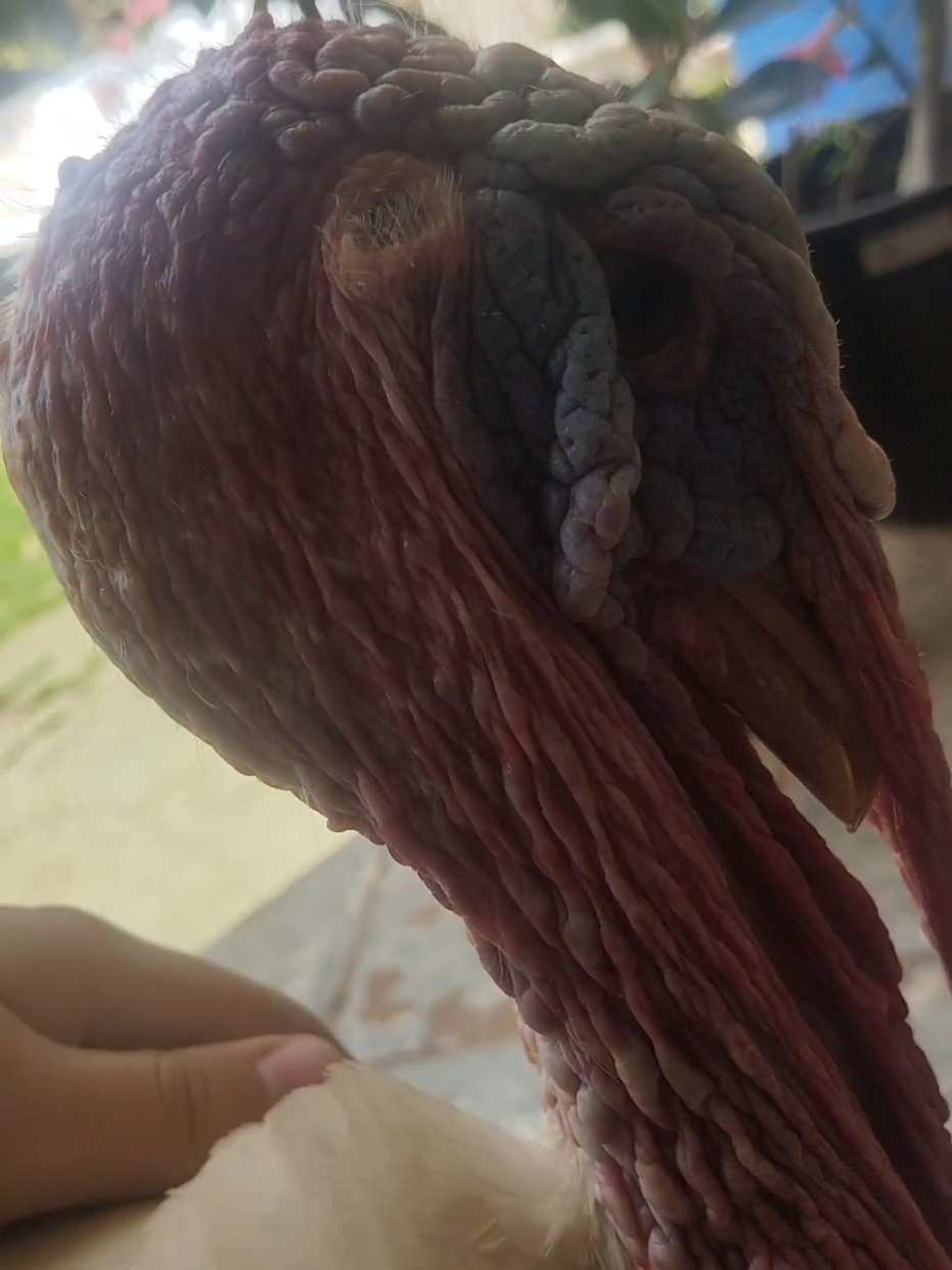 @goose.gang