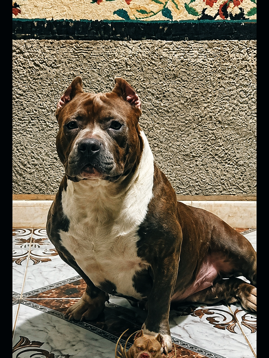@bully xl dz 🇩🇿🦍