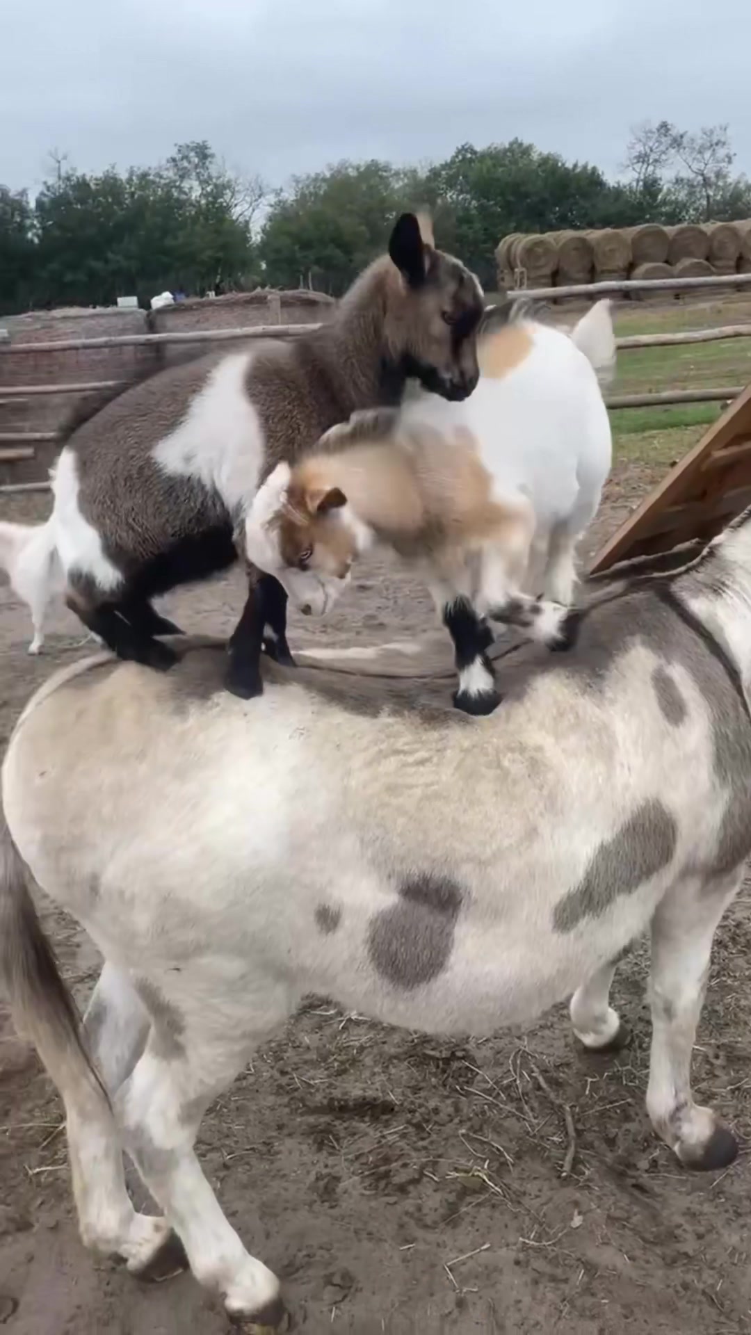 @mybonnyfarms