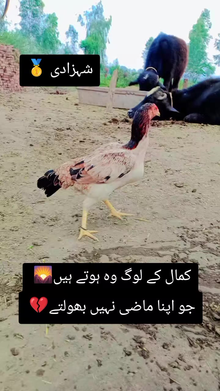 @kashifaseel2