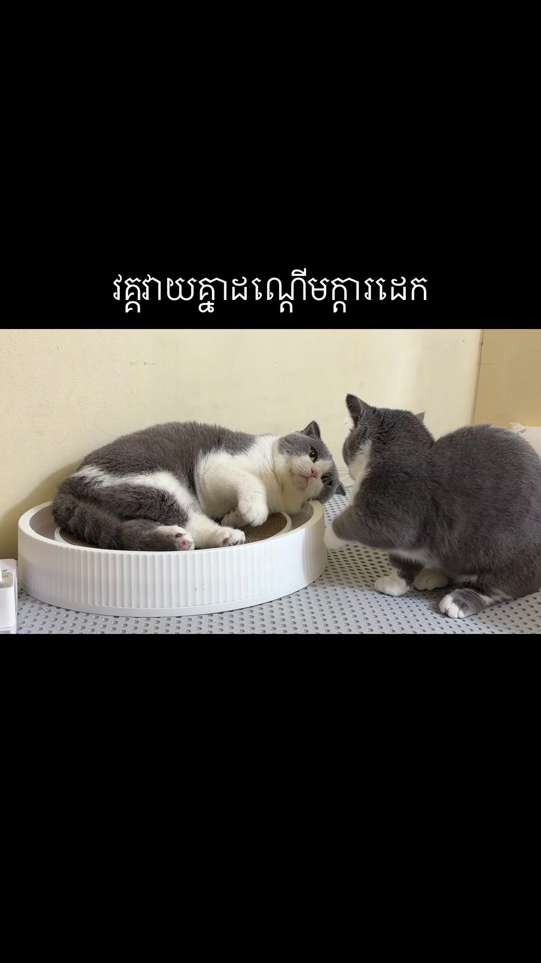 @Jinjin&mimi