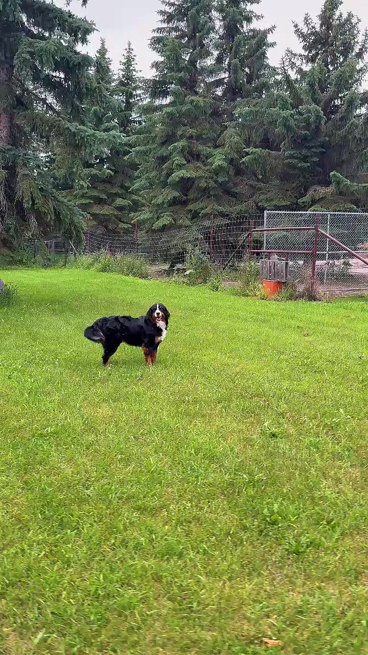 @Awesome Pawsome Ranch