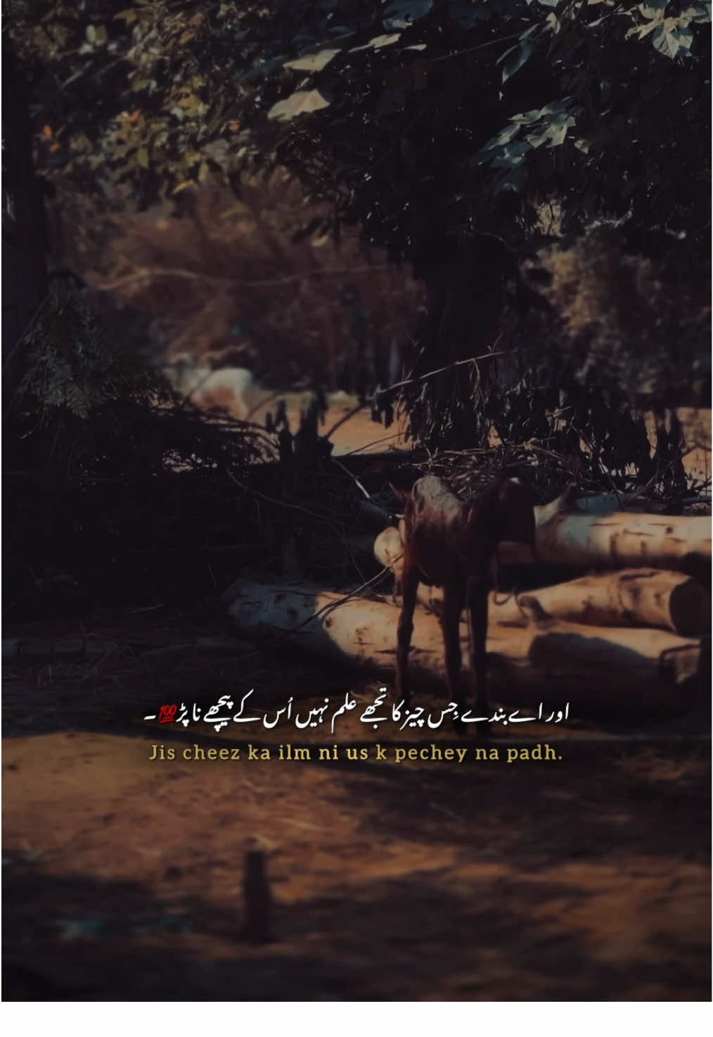 @پنجاب❤️🩹