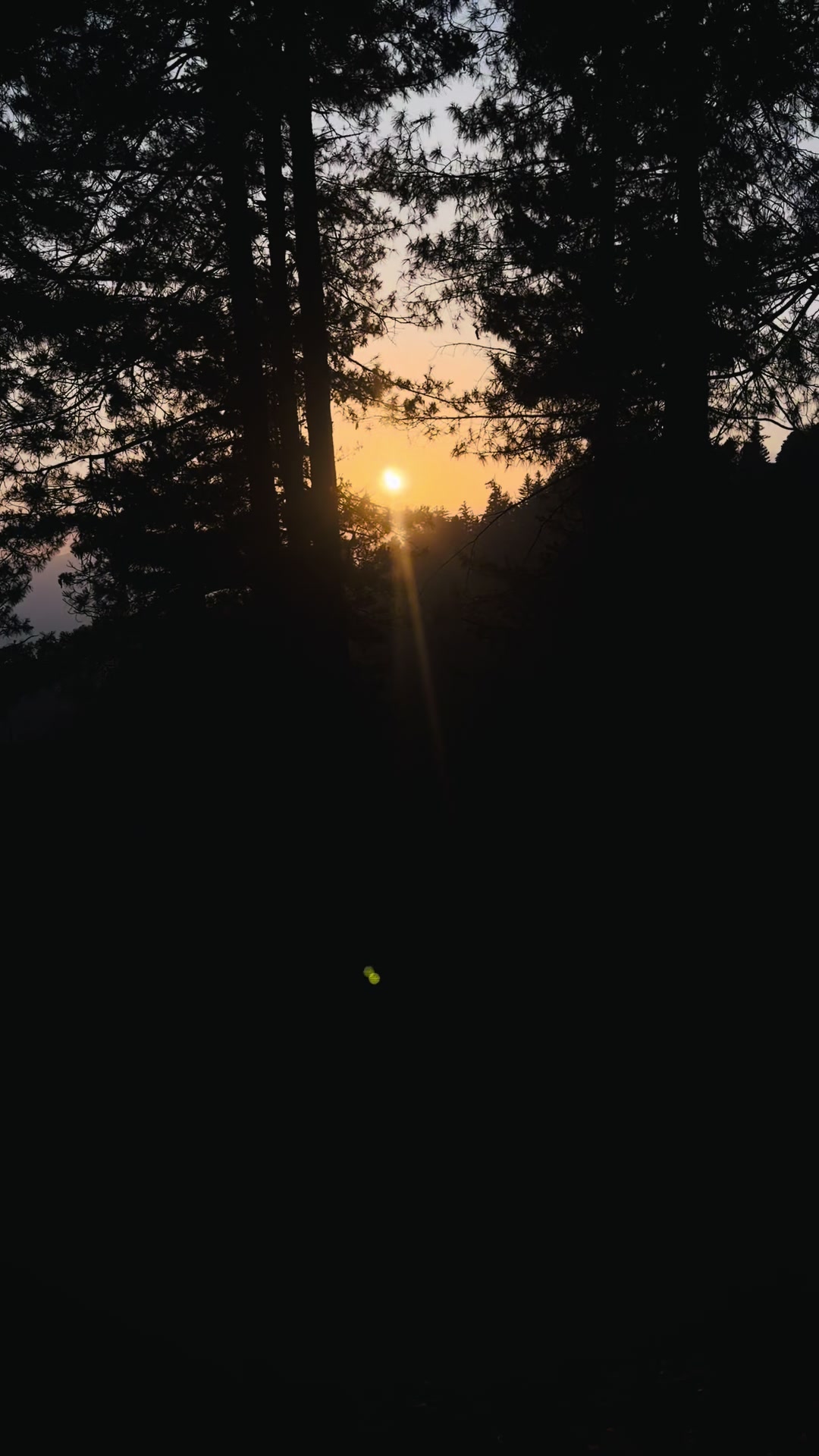 @Shogran Vibes