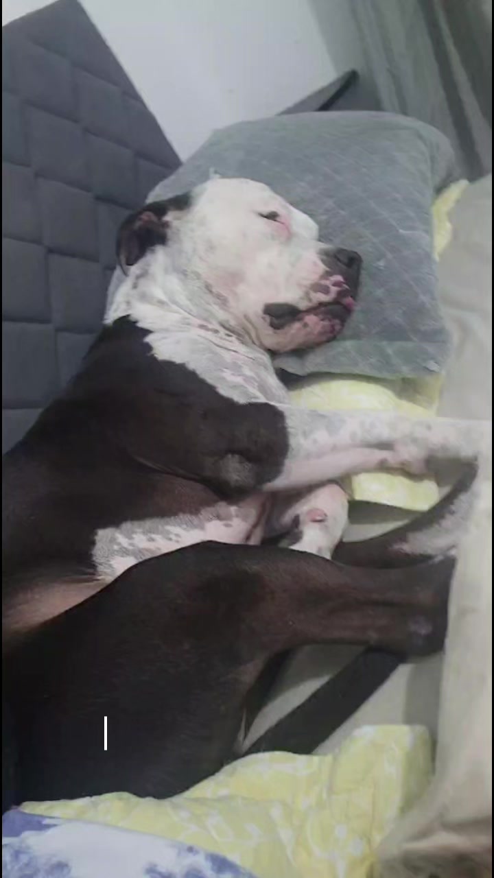 @Pittbull Brucegriebeler