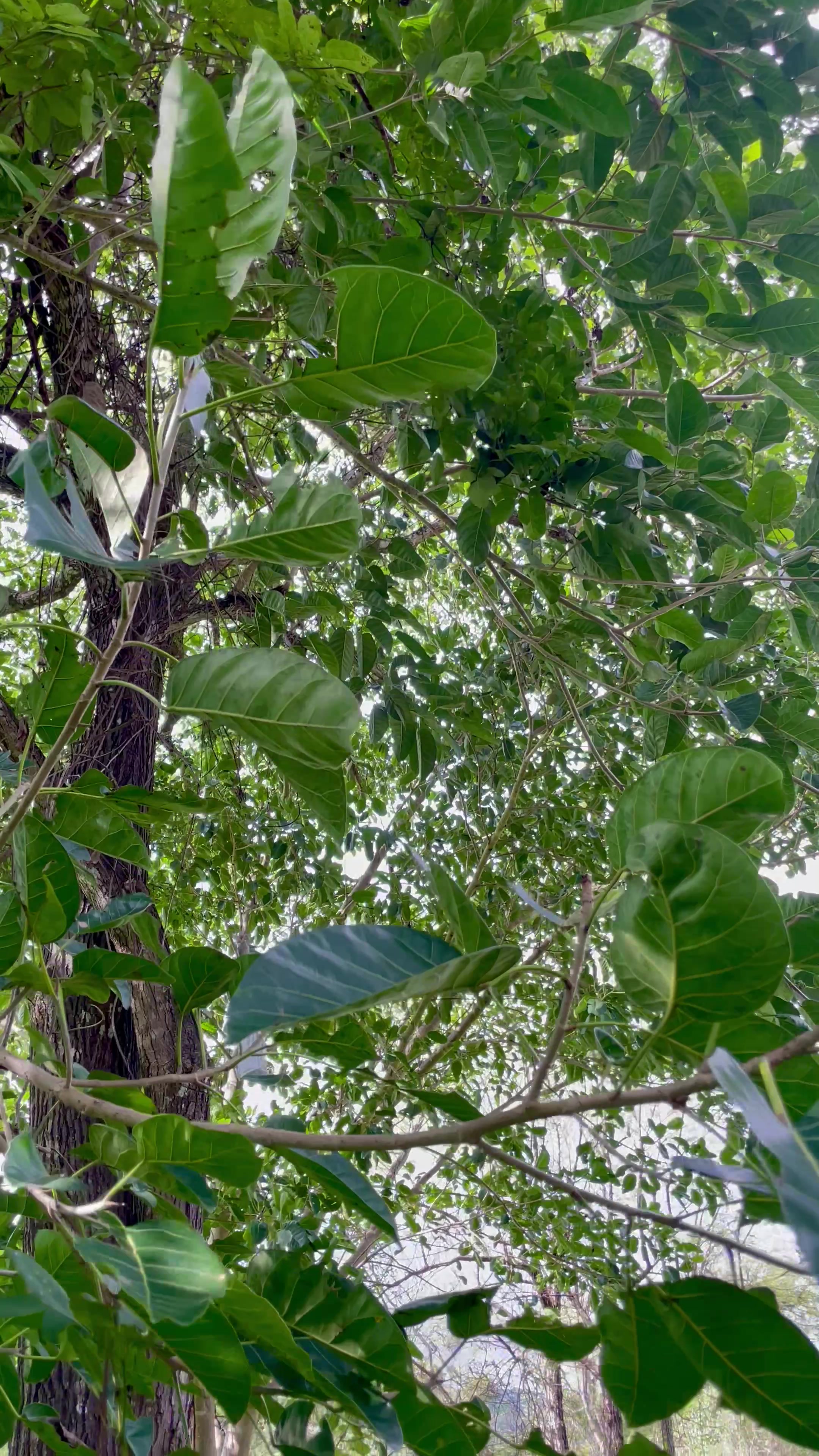 @Nature☘️🍀🍃🍁🌿