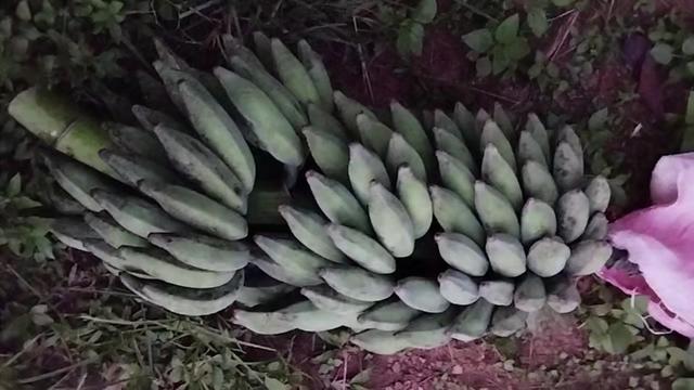 @संस्कृति