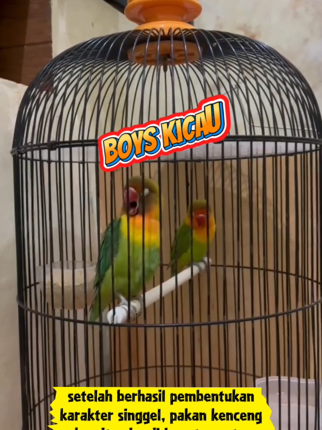 @boy kicau