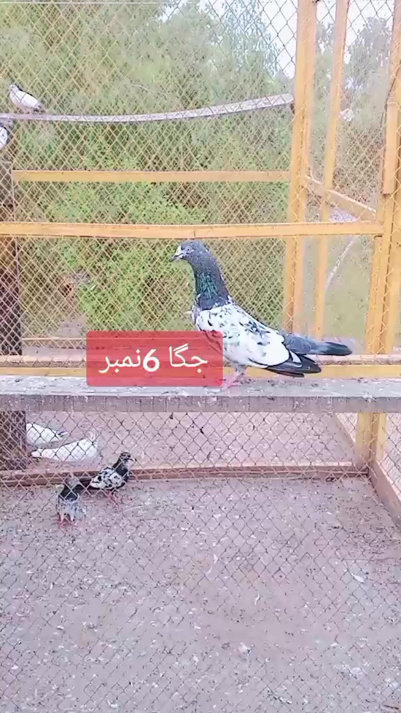 @Noman bhatti