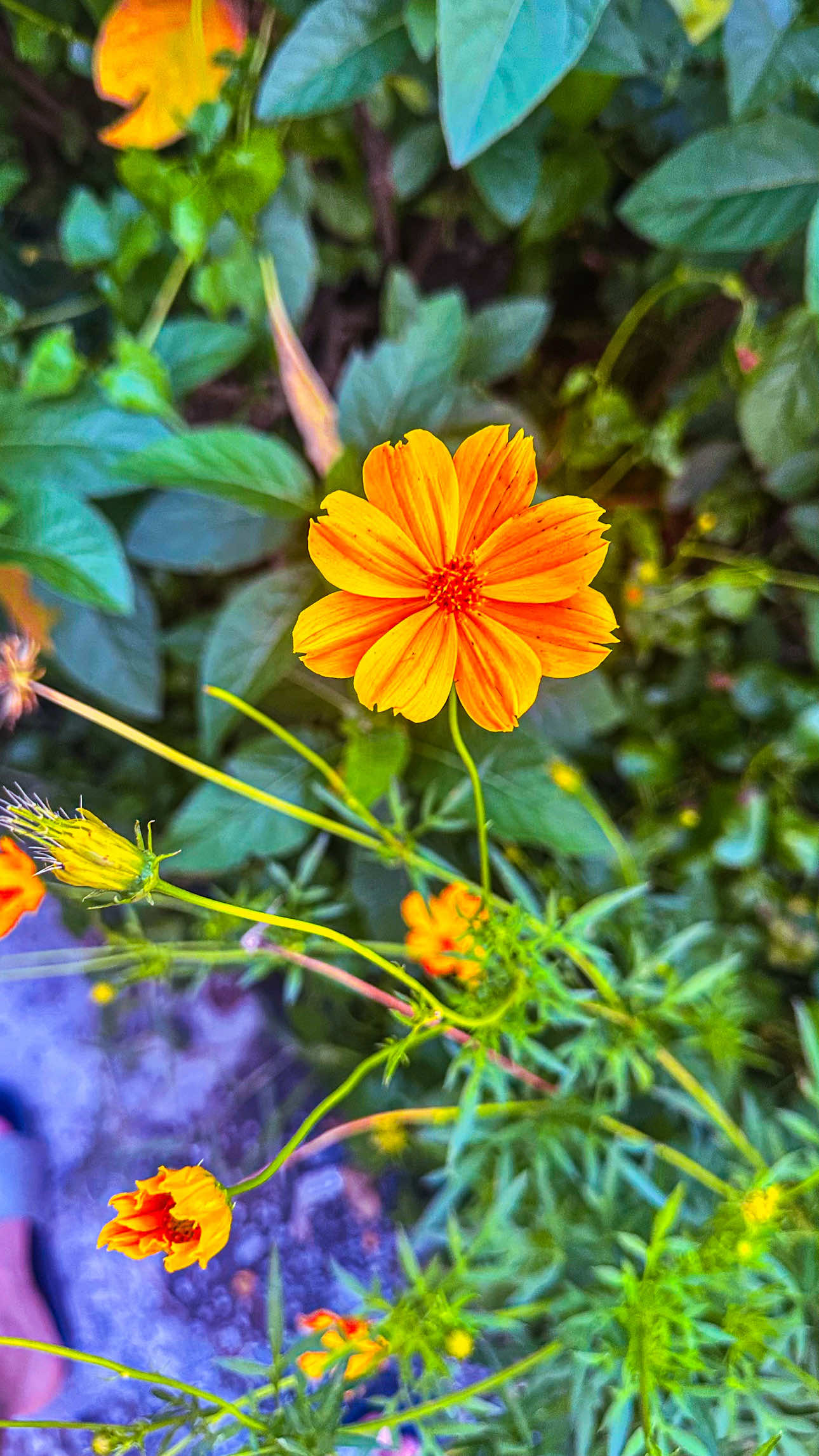@𝑻𝒂̂𝒏 𝑻𝒉𝒊