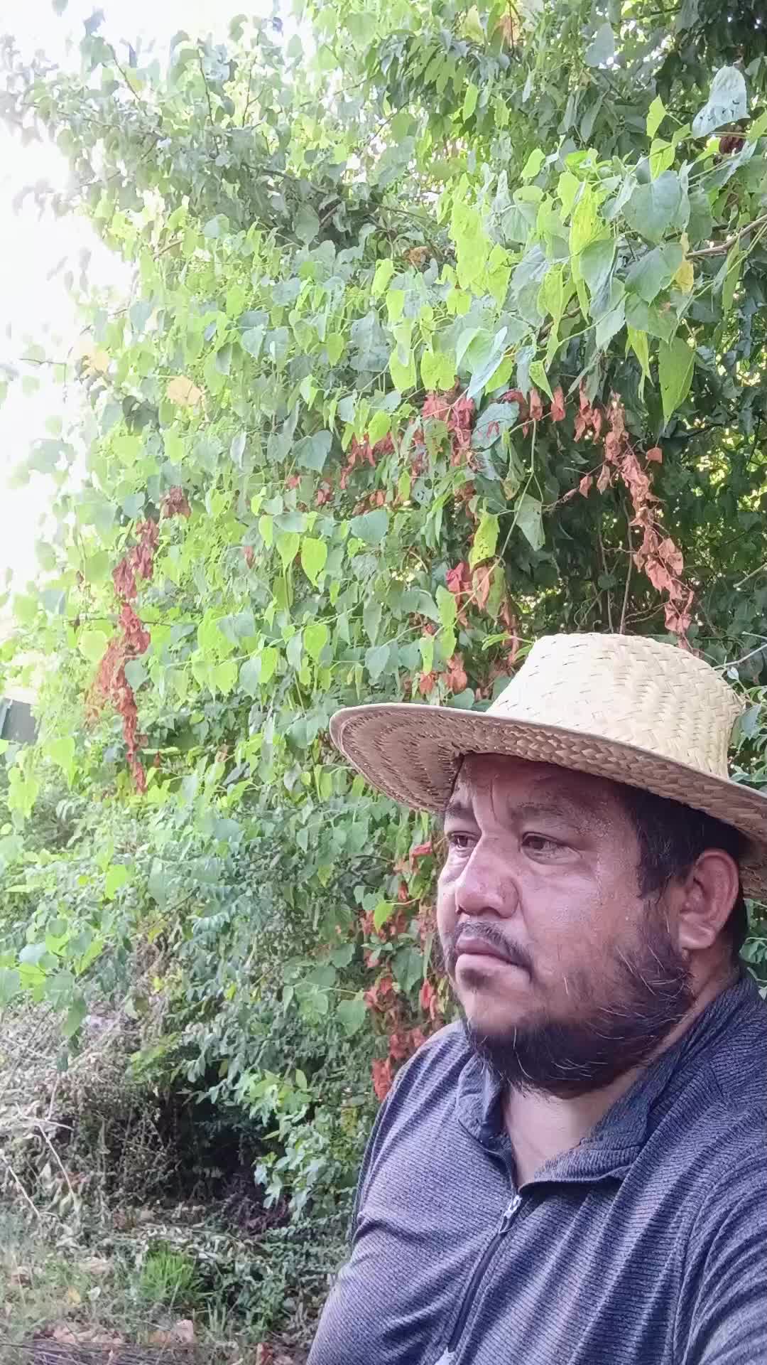 @nacho el jarochito 81