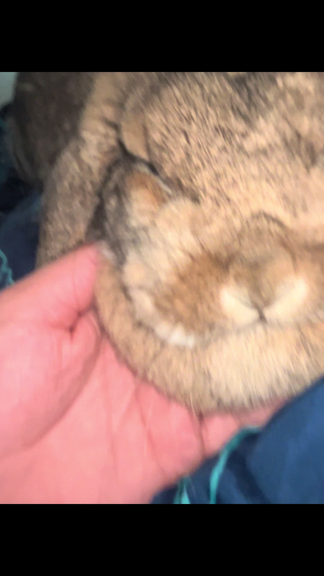 @Fadedbunny69