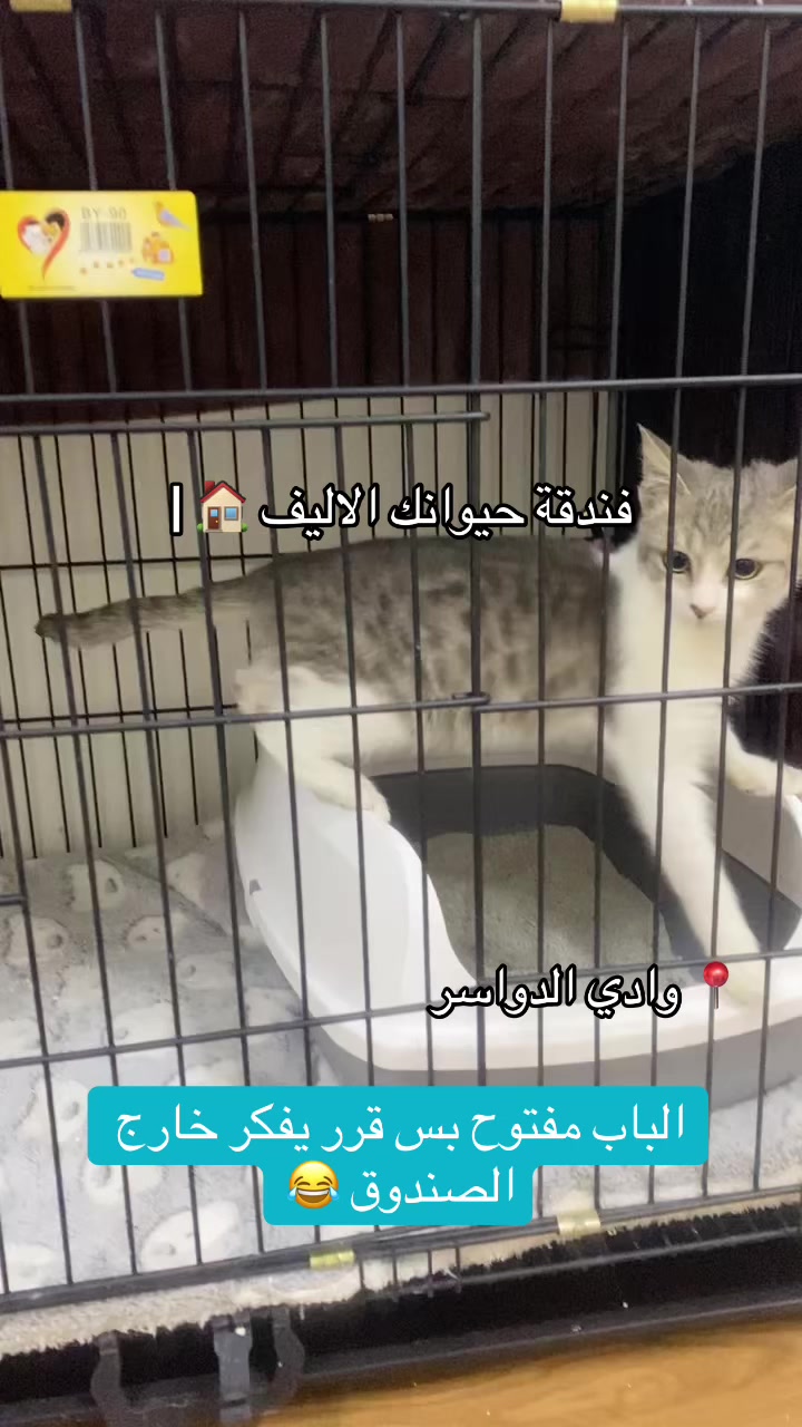 @فندقة وادي الدواسر | طيور وقطط