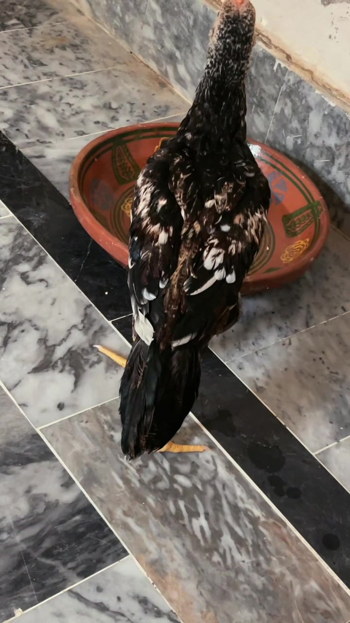 @🦅Home Bread Aseel 🦅